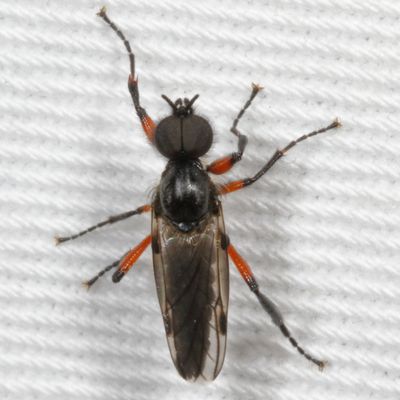 Bibio femoratus ♂