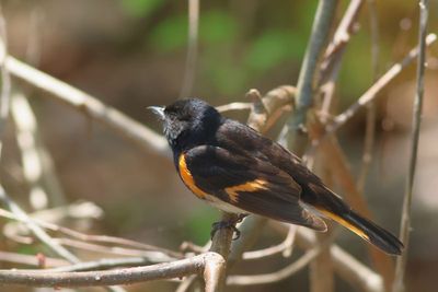 American Redstart ♂