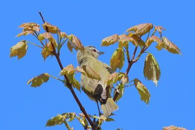 Red-eyed Vireo