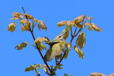 Red-eyed Vireo