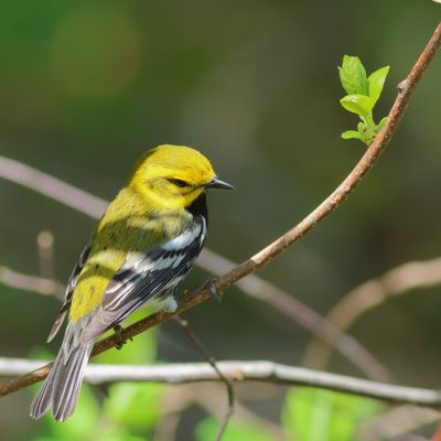 Black-throated Green Warbler ♂