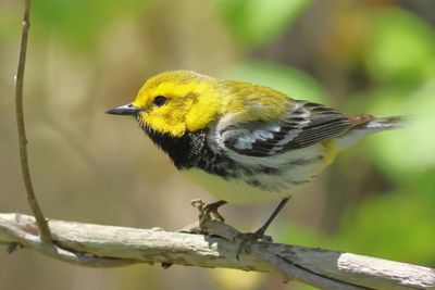 Black-throated Green Warbler ♂