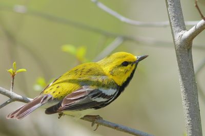 Black-throated Green Warbler