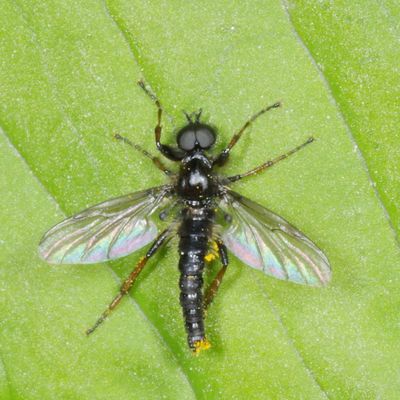 Bibio lanigerus ♂