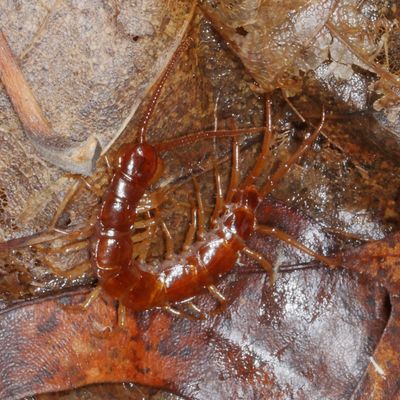 Lithobius forficatus