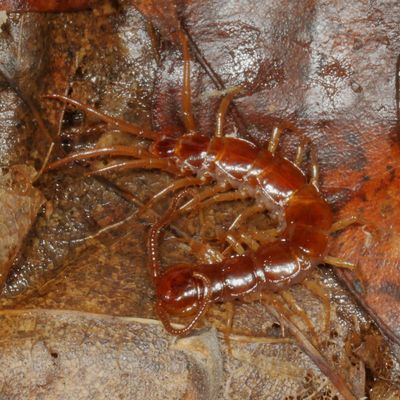 Lithobius forficatus