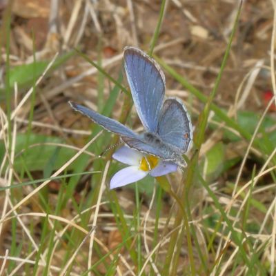 Eastern Tailed-Blue  ♂