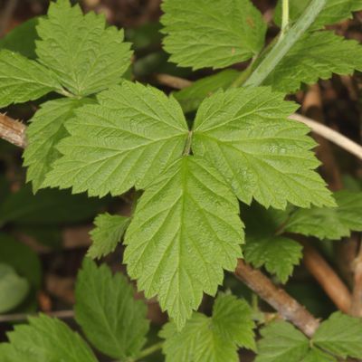 Rubus occidentalis * Black Raspberry