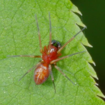 Emblyna sublata