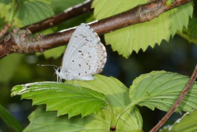 Spring Azure