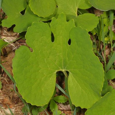Sanguinaria canadensis * Bloodroot