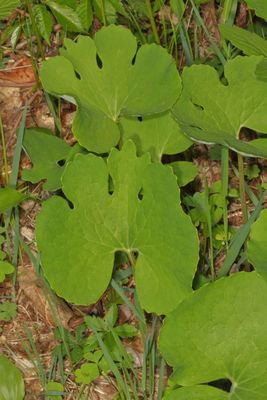Sanguinaria canadensis * Bloodroot
