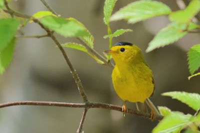 Wilson's Warbler