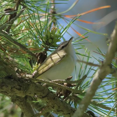Red-eyed Vireo