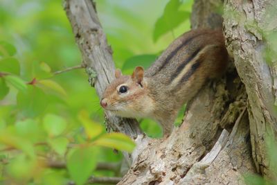 Eastern Chipmunk