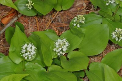 Maianthemum canadense * Canada Mayflower