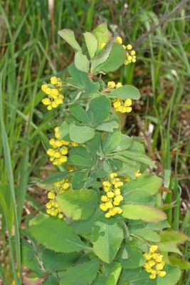 Berberis vulgaris * European Barberry