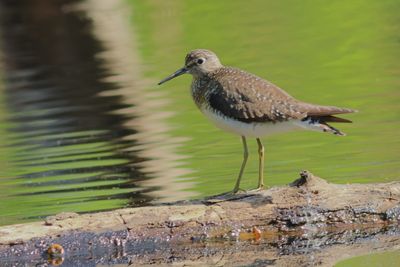 Solitary Sandpiper