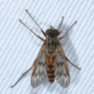 Rhagio mystaceus * Common Snipe Fly