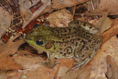 Green Frog