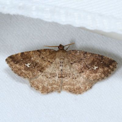 Hodges#6812 * Pale Homochlodes * Homochlodes fritillaria