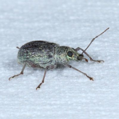 Cyrtepistomus castaneus * Asiatic Oak Weevil