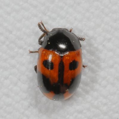 Subfamily Diaperinae