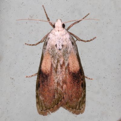 Hodges#5629 * The Bee Moth * Aphomia sociella