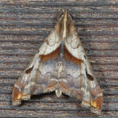 Hodges#8397 * Dark-spotted Palthis * Palthis angulalis