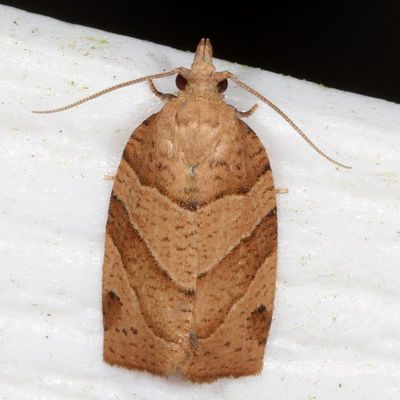 Hodges#3593 * Woodgrain Leafroller * Pandemis lamprosana