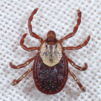 American Dog Tick