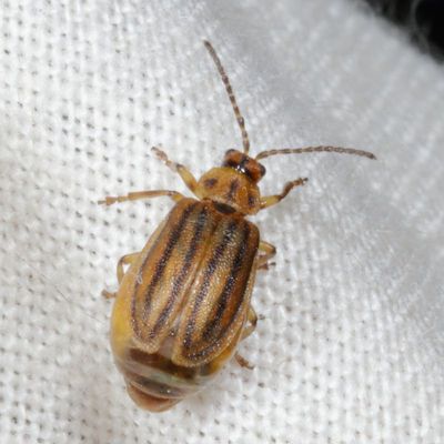 Ophraella conferta * Crowded Leaf Beetle 