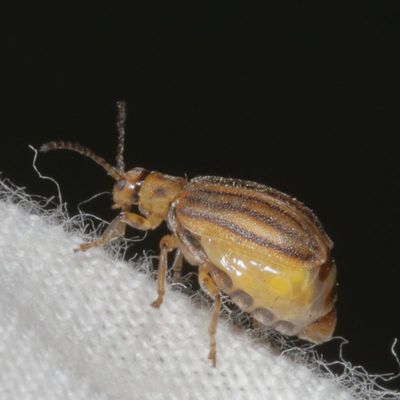 Ophraella conferta * Crowded Leaf Beetle