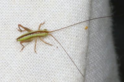 Tribe Conocephalini * Common Meadow Katydids