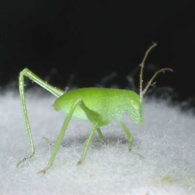 Genus Amblycorypha * Round-headed Katydids