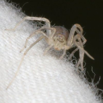 Wulfila saltabundus * Long-legged Ghost Spider