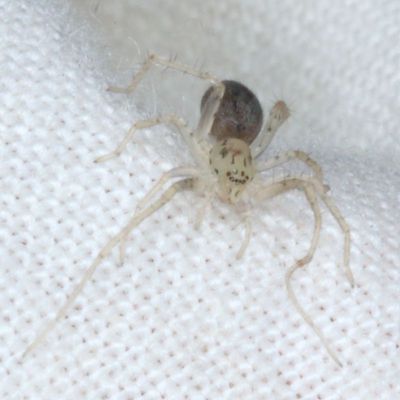 Wulfila saltabundus * Long-legged Ghost Spider