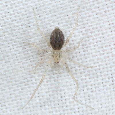 Wulfila saltabundus * Long-legged Ghost Spider