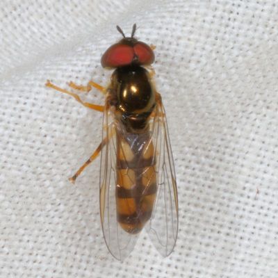 Genus Platycheirus
