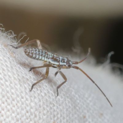 Leptopterna dolabrata nymph