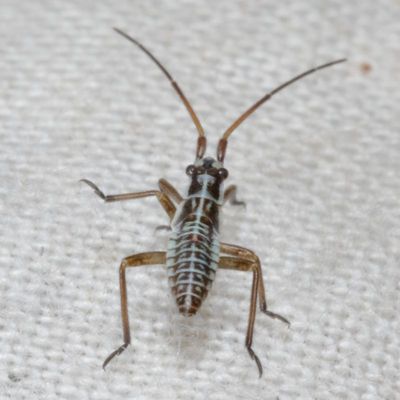 Tribe Stenodemini