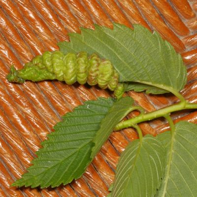 Subfamily Eriosomatinae