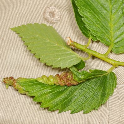 Eriosoma americanum * Woolly Elm Aphid
