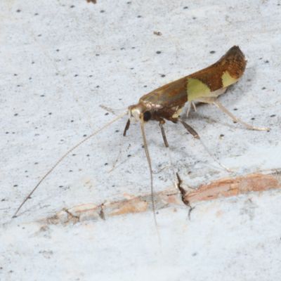 Hodges#0595 * Leaf Blotch Miner * Caloptilia bimaculatella