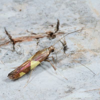 Hodges#0595 * Leaf Blotch Miner * Caloptilia bimaculatella