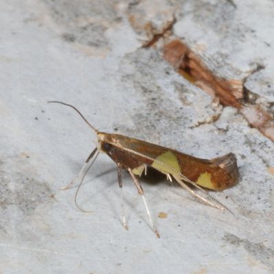 Hodges#0595 * Leaf Blotch Miner * Caloptilia bimaculatella