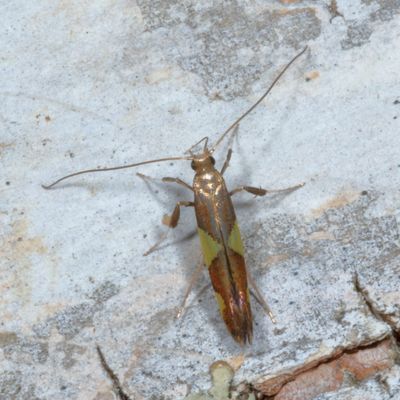 Hodges#0595 * Leaf Blotch Miner * Caloptilia bimaculatella