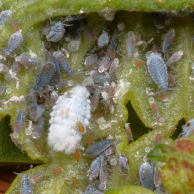Eriosoma americanum * Woolly Elm Aphid