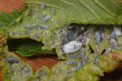 Eriosoma americanum * Woolly Elm Aphid