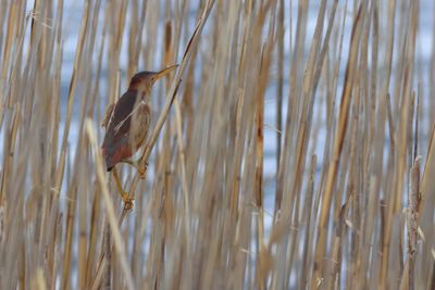 Least Bittern